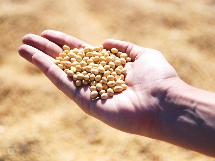 В Амурской области появится крупнейший в ДФО маслоэкстракционный завод