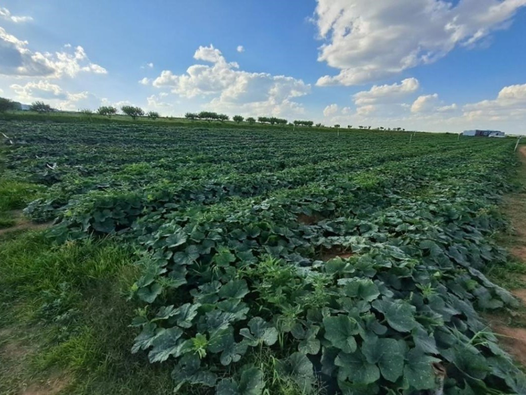 Королевство Лесото будет сотрудничать с Россией для развития органического сельского хозяйства