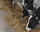 ВТБ в Воронеже предоставил аккредитив на приобретение скота