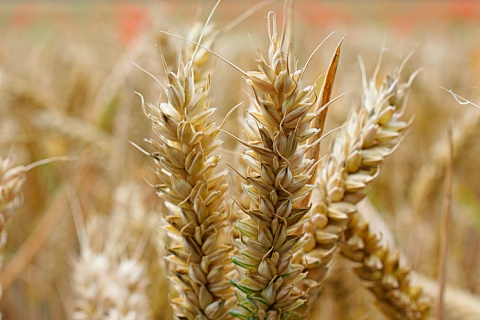 Экспортные цены на пшеницу начали расти