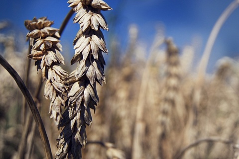 Отраслевые эксперты понизили прогнозы сбора пшеницы в России в 2023 году