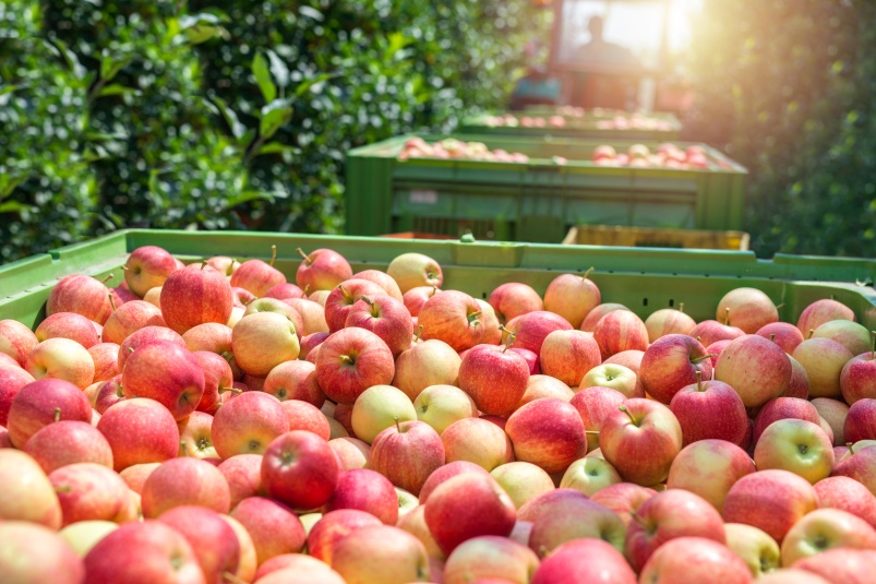 Как IoT-технологии увеличили сбор урожая яблок в Краснодарском крае