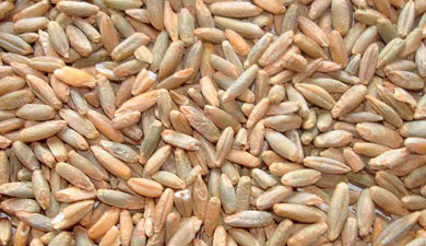 «Дубовицкое» защищает пшеницу трижды