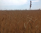 Минэкономразвития против повышения пошлины на пшеницу