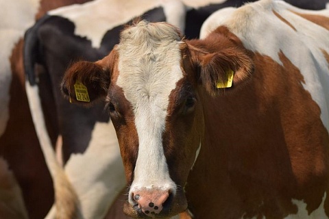 Молочная продуктивность коров выросла почти на 6%