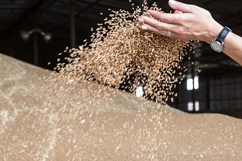 В России упростят условия торговли зерном на бирже