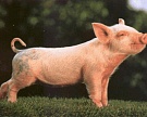 В Дании растет популярность органической свинины