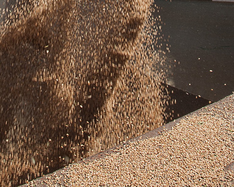 Переработчики зерна о последствиях внедрения зернового демпфера