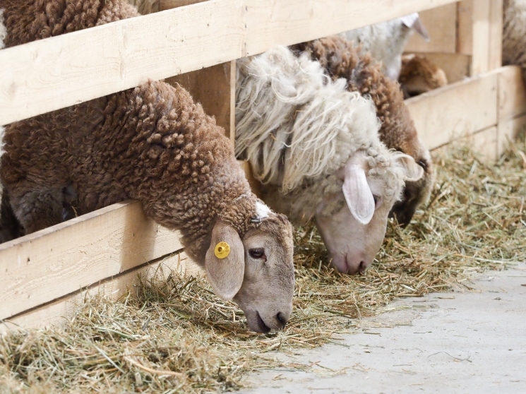 В три раза больше баранины к 2035 году. Как будет развиваться российское овцеводство