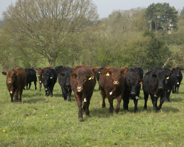 За 10 лет сектор мясного скотоводства вырос в семь раз