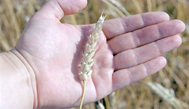 Пшеница подорожала на 175 руб./т