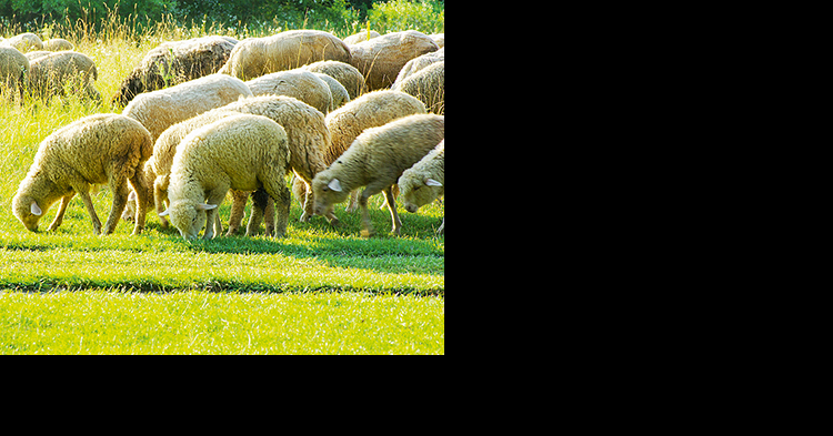 Овцеводство может быть технологичным бизнесом -Агроинвестор