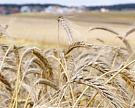 Зерновые интервенции начнутся 4 апреля