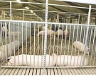 Литва уничтожит 20 тыс голов свиней из-за АЧС