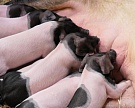 В Тульской области построят свинокомплекс за 6,2 млрд рублей