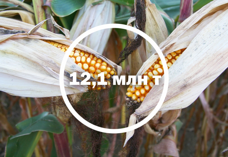 Урожай кукурузы станет рекордным