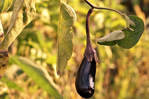 Тепличный комбинат «Рязанские росы» готовится выйти на плановую мощность в 2026 году