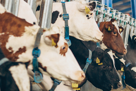 В Новосибирской области выделили 200 млн рублей на возмещение ущерба от пастереллеза