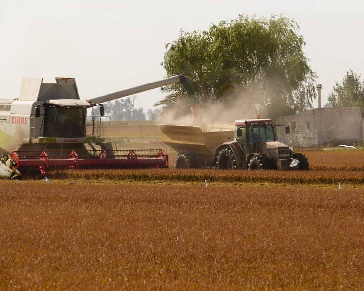 Урожай зерна достиг 137 млн тонн