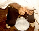Агропредприятия Башкирии с начала года произвели 118 т молока