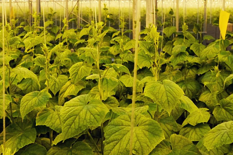 «Горкунов» вложит 5 млрд рублей в расширение тепличного комплекса «Смоленский»