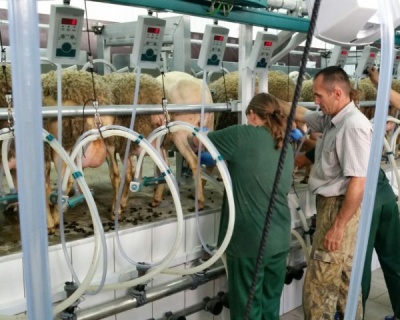 Современное оборудование для доения овец введено в эксплуатацию в Краснодарском крае