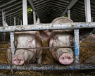 Дания сократила забой свиней на 1,3%