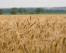 Белгородская область будет производить 4 млн т зерна