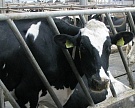 «Мираторг» намерен войти в топ-5 производителей молока