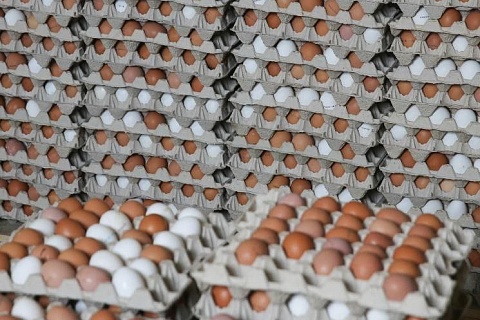 Минсельхоз рассматривает возможность обнуления пошлин на импорт яиц