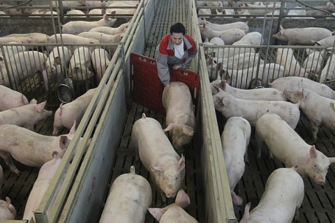 Перепроизводство свинины привело к росту ее потребления