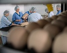 Импорт инкубационного яйца в России упал на 18%