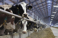 Крупнейший производитель молока откладывает IPO