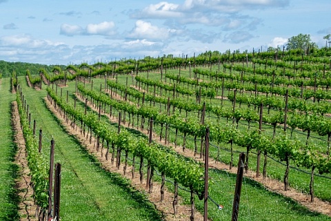 В 2023 году площадь виноградников в России увеличилась до 105 тысяч гектаров