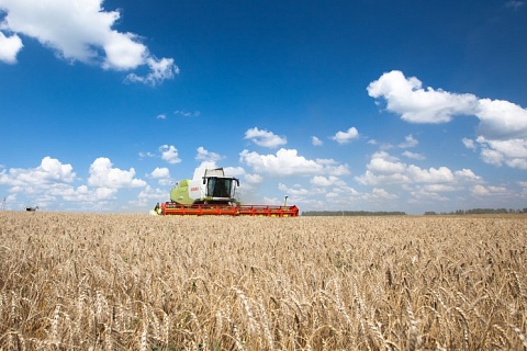 Минсельхоз оценил потенциальный урожай зерна в 123 млн тонн