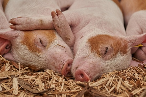 Лидеры рынка увеличили производство свинины почти на 0,5 млн тонн