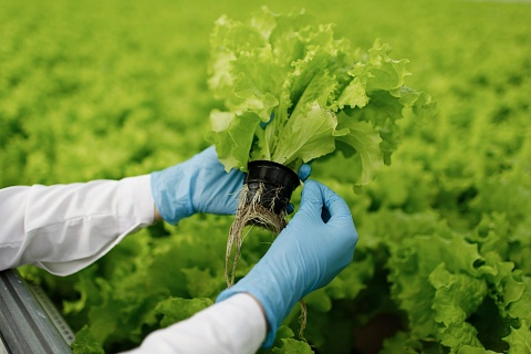 Совфед одобрил закон о признании органической продукции подкарантинной