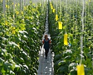 Россия не будет использовать ГМО в сельском хозяйстве
