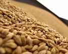 МСЗ повысил прогноз урожая зерна в мире