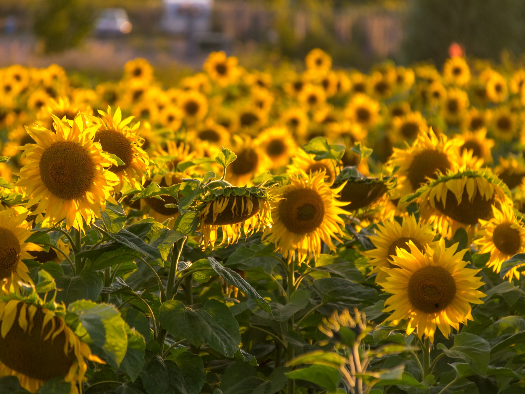 Экспортная пошлина на подсолнечное масло может вырасти