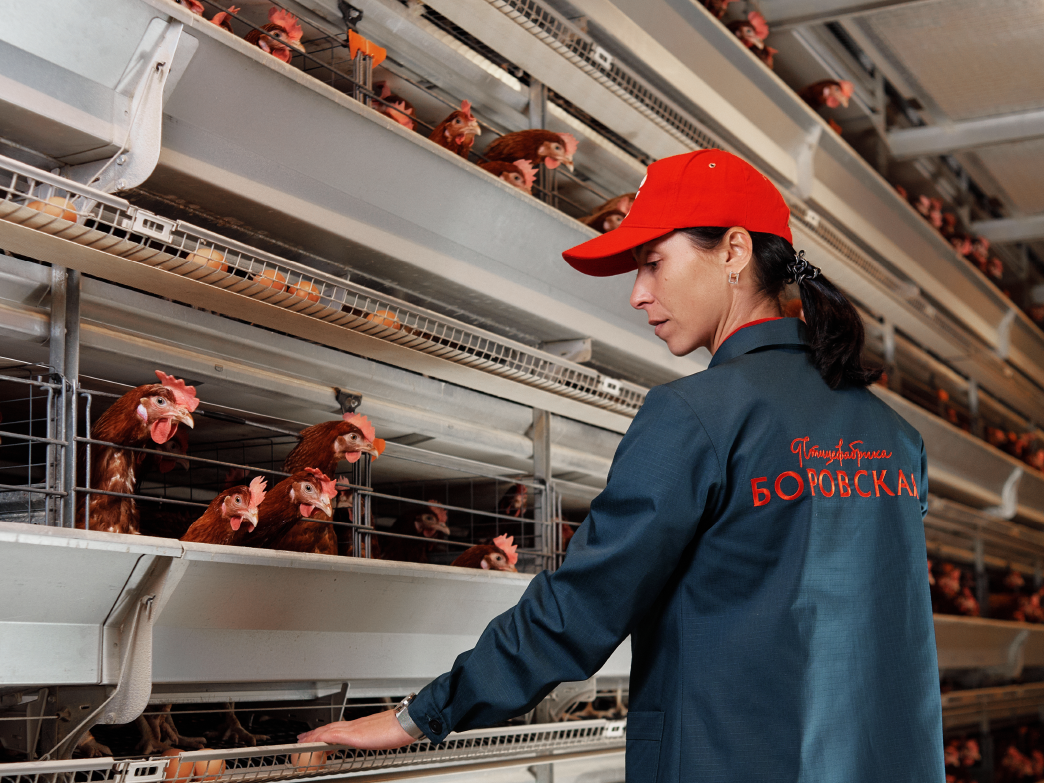 Восстановление «Боровской» птицефабрики начнется в феврале