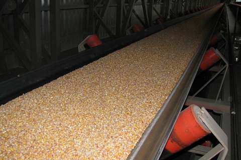 Россия может экспортировать 6 млн тонн кукурузы