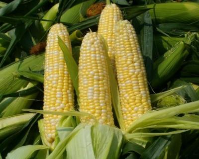 Рынок кукурузы последовал за рынком пшеницы