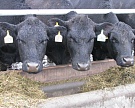 «Азбука Вкуса» увеличит производство говядины