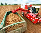Урожай товарного картофеля достиг 7,2 млн тонн