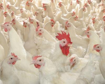 «Мираторг» запустил мясоперерабатывающий комплекс по убою цыплят-бройлеров