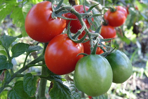 Россия ввела запрет на ввоз яблок и томатов из Азербайджана