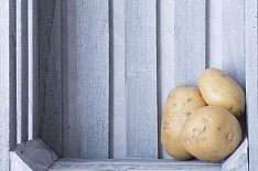 России не грозит дефицит картофеля