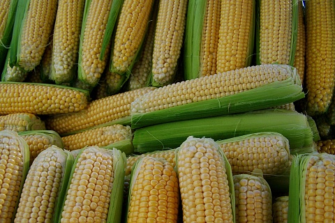 На развитие селекции и семеноводства кукурузы будет направлено более 9 млрд рублей