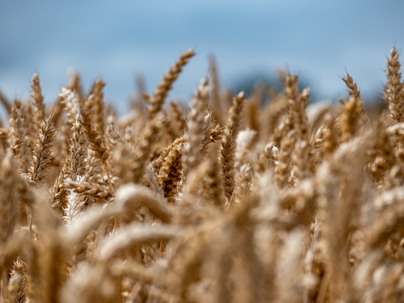 Экспортные цены на пшеницу пошли вниз